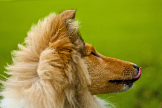 牧羊犬