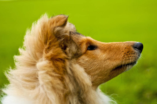 牧羊犬