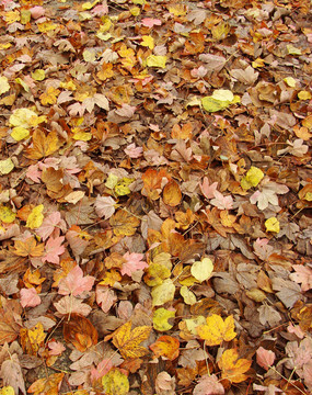 粉紅色；黃色；橙色和棕色的秋天落葉地毯