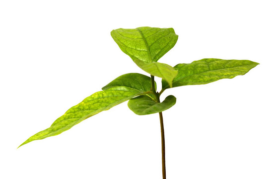 綠色植物