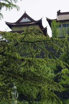 松枝
