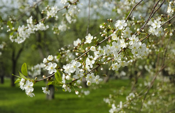 蘋(píng)果樹(shù)開(kāi)花