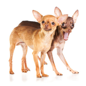 俄羅斯玩具犬