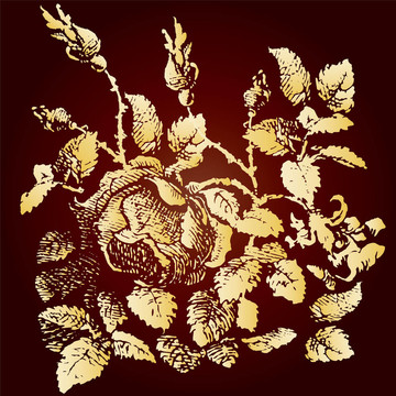 背景玫瑰；復(fù)古花卉；插畫(huà)