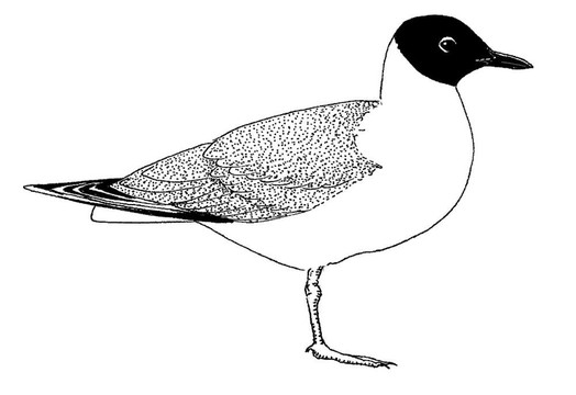 Bonapartes Gull在夏天