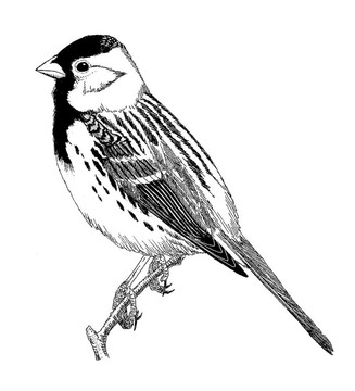 Harriss Sparrow在冬季