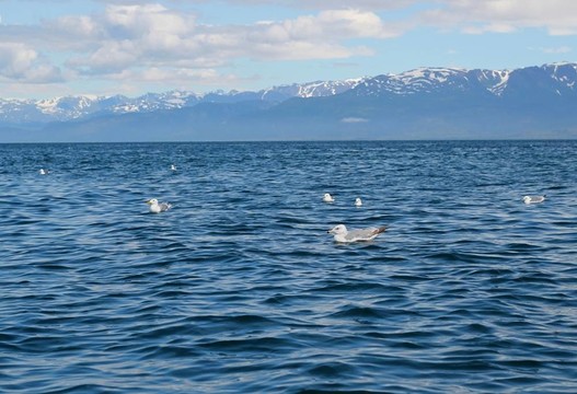 海鷗在海灣上漂浮
