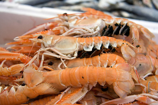 Langoustines與雞蛋