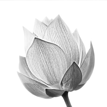 蓮花