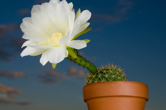 仙人掌花