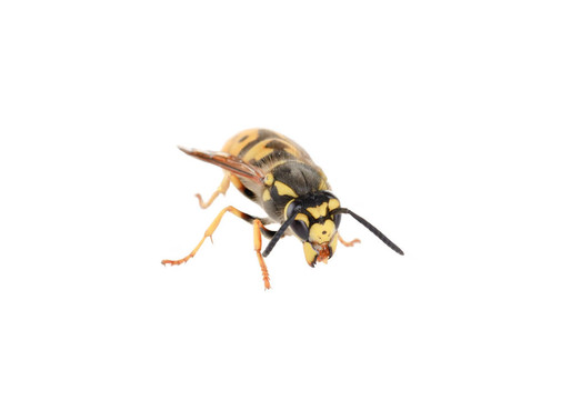 白黃蜂