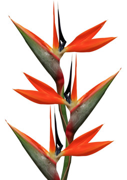 天堂之鳥(niǎo)