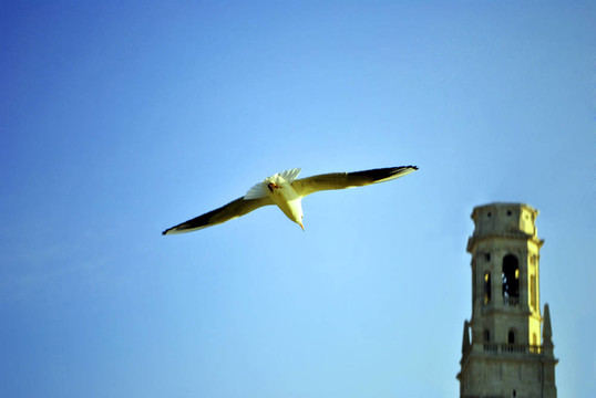 鳥鷗