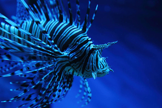 斑馬魚