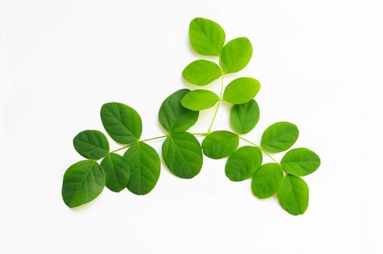 蝴蝶豌豆葉