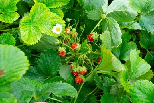 鮮葉野草莓。