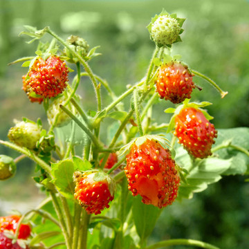 鮮葉野草莓。