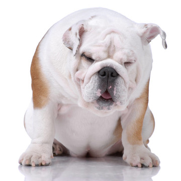 光滑的頭發(fā)的英國(guó)斗牛犬打瞌睡