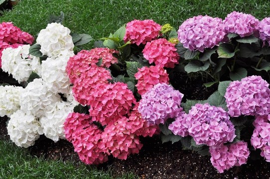霍滕西亞花