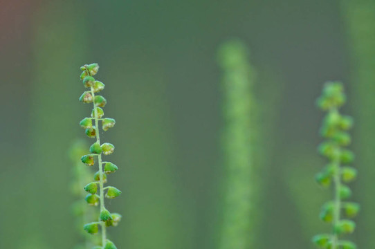 豚草