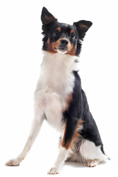 邊境牧羊犬