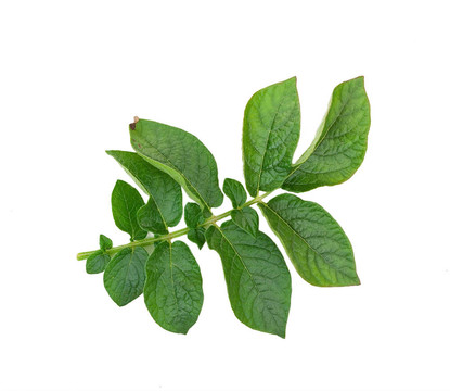 馬鈴薯葉