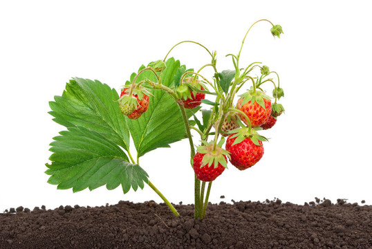Strawberry從土壤中生長