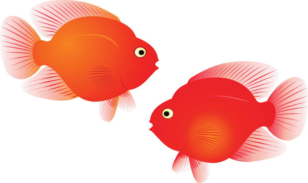 紅鸚鵡魚圖