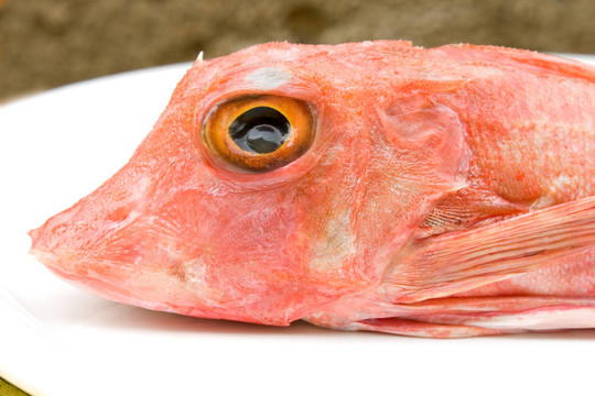 Gurnard Fish的頭
