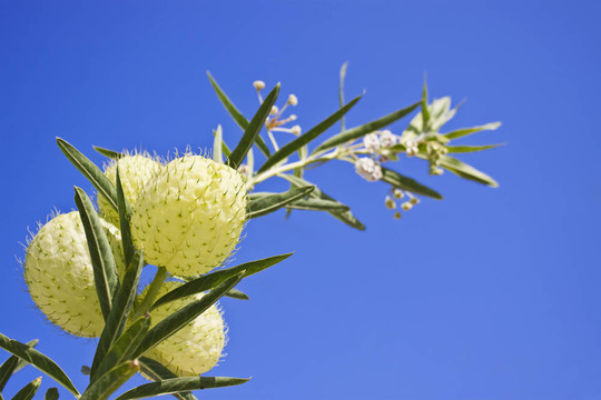 Asclepias fruticosa和蔚藍(lán)的天空