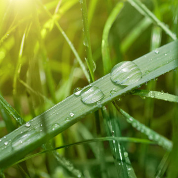 帶水滴和陽(yáng)光的青草