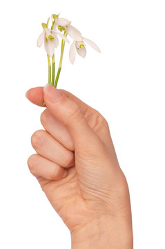 雪花蓮