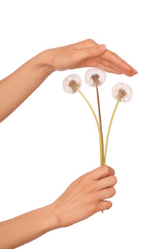 blowballs