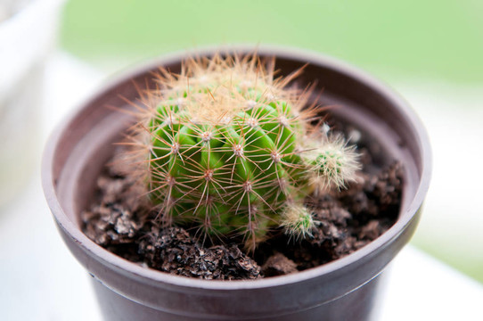 塑料杯里的仙人掌植物