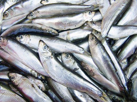 Clupeonella魚(yú)背景