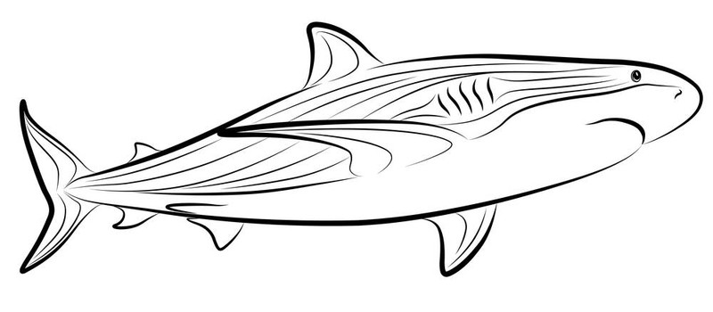 鯊魚