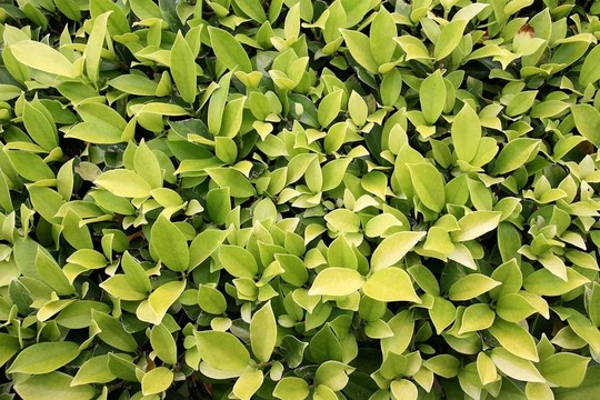 花園