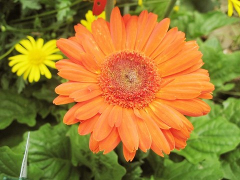 橙色的花
