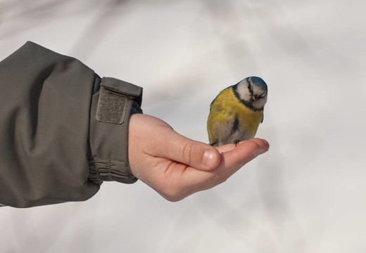 一方面bluetit