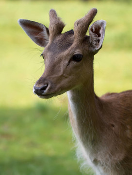 Fallow Deer（北緯黇鹿）