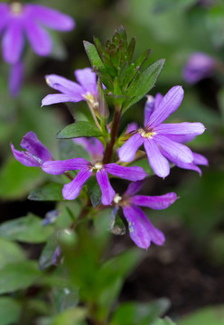 常見的扇子花（lat. Scaevola aemula）