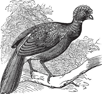 Black Curassow和鳳冠雉復(fù)古雕刻