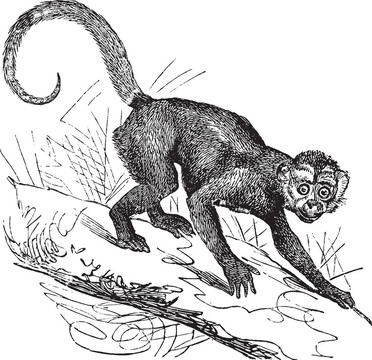 卷尾猴或卷尾猴的復(fù)古雕刻