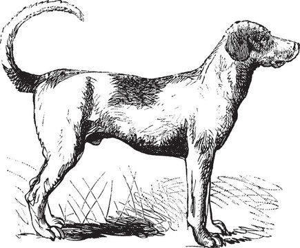 獵狐犬復古雕刻