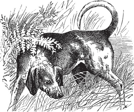 比格犬或狼familiaris復古雕刻