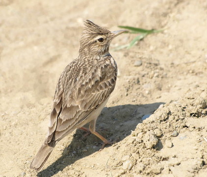 鳳頭百靈；Galerida cristata