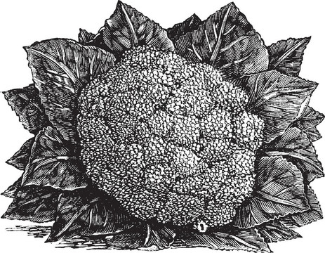 西蘭花和甘藍(lán)復(fù)古雕刻