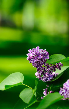 樹葉和丁香花