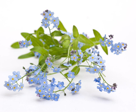 美麗的藍(lán)色的花
