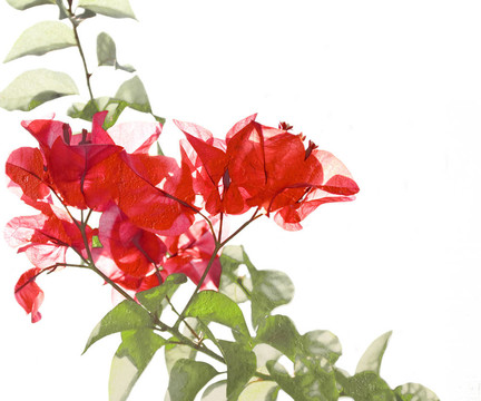 竹背景紅與花